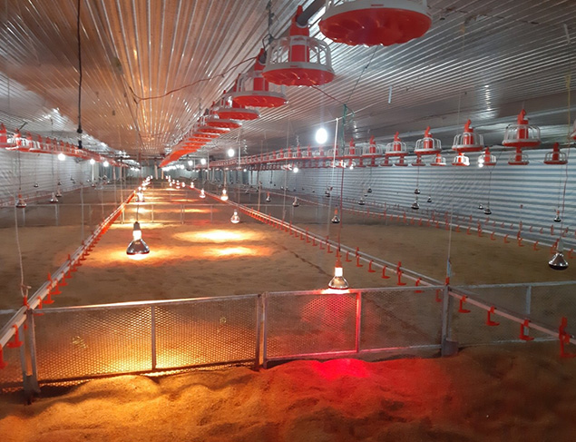Tại sao nên chọn đèn hồng ngoại sưởi ấm cho gà Heatplus của JK Lighting?