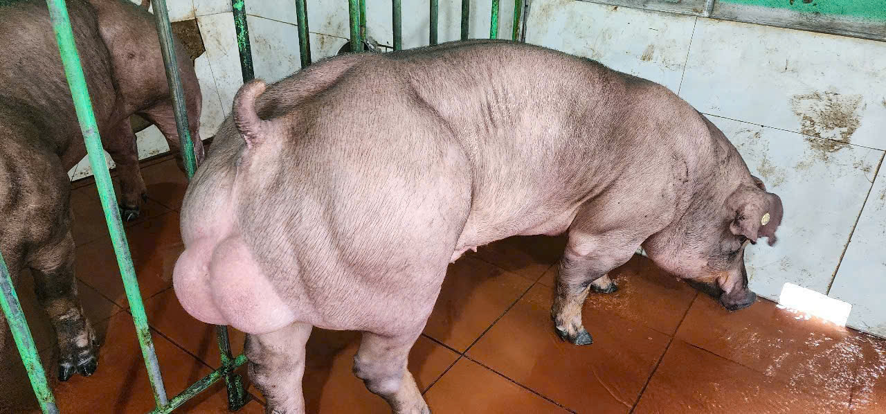 Môi trường pha tinh heo 7 ngày – Giải pháp hiệu quả cho bảo quản tinh heo giống