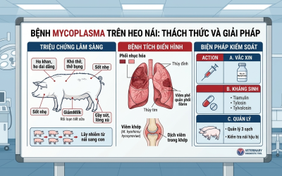 Bệnh Mycoplasma trên heo nái: Nguyên nhân, triệu chứng và cách phòng trị hiệu quả
