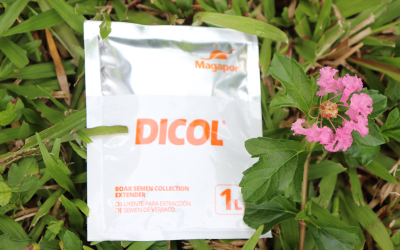Cách sử dụng bột khử khuẩn Dicol của Magapor đúng chuẩn trong chăn nuôi