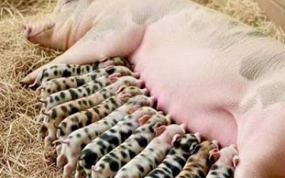 CÁC BỆNH THƯỜNG GẶP Ở HEO NÁI MANG THAI VÀ CÁCH PHÒNG NGỪA HIỆU QUẢ
