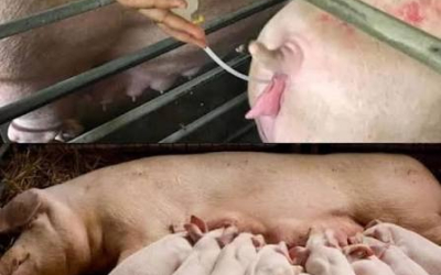 CÁCH PHỐI GIỐNG CHO LỢN NÁI ĐƯỢC NHIỀU CON – BÍ QUYẾT NÂNG CAO HIỆU QUẢ SINH SẢN CHO TRANG TRẠI