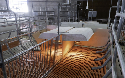 Cách lắp đèn chao đúng kỹ thuật cho trang trại chăn nuôi – Hướng dẫn chi tiết từ Farmtech