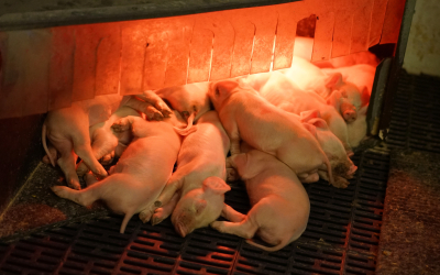 Đèn sưởi ấm cho heo: Giải pháp giữ ấm hiệu quả giúp heo con khỏe mạnh, giảm hao hụt và tăng năng suất