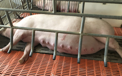 Gel bôi trơn nào an toàn nhất cho heo? Tiêu chí lựa chọn và các sản phẩm được tin dùng