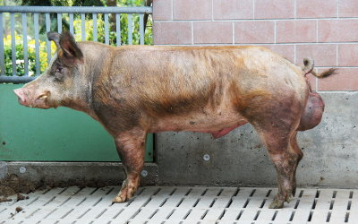 Heo nhảy nọc là gì? Vai trò, cách huấn luyện và thiết bị hỗ trợ hiệu quả trong chăn nuôi hiện đại