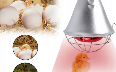 Kích Thước Chao Đèn – Yếu Tố Quan Trọng Quyết Định Hiệu Quả Chiếu Sáng Và Sưởi Ấm Trong Trang Trại