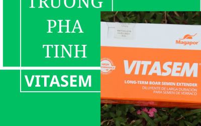 Môi Trường Pha Tinh Heo 7 Ngày – Giải Pháp Bảo Quản Tinh Heo Hiệu Quả Trong Chăn Nuôi Hiện Đại