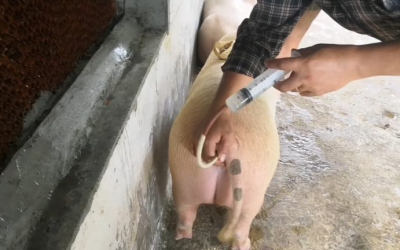 Môi Trường Pha Loãng Tinh Dịch Cho Heo: Giải Pháp Tối Ưu Nâng Cao Hiệu Quả Sinh Sản