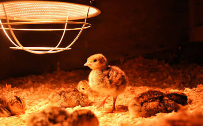 Sưởi Ấm Cho Gà Con Có Tác Dụng Gì? 8 Lợi Ích Quan Trọng Giúp Giảm Hao Hụt Và Tăng Hiệu Quả Chăn Nuôi