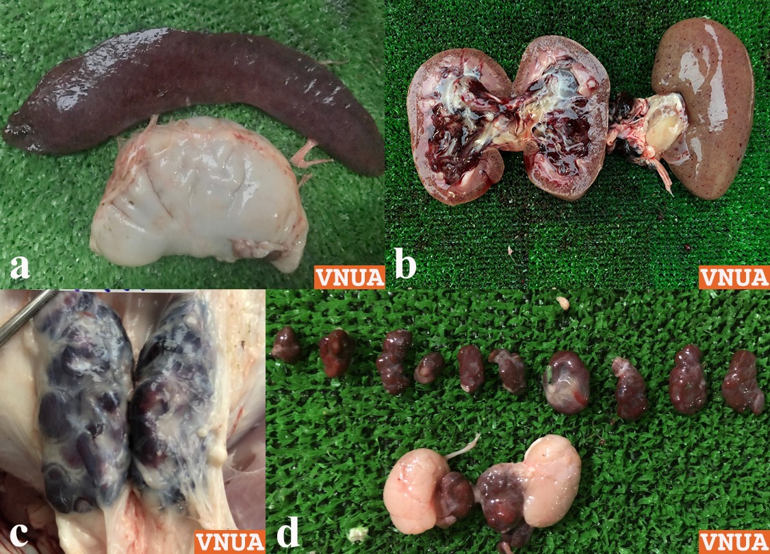 Bệnh tích của dịch tả heo châu Phi: Dấu hiệu đặc trưng giúp nhận biết chính xác