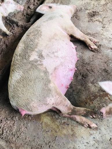 CÁC BỆNH THƯỜNG GẶP Ở HEO NÁI MANG THAI VÀ CÁCH PHÒNG NGỪA HIỆU QUẢ