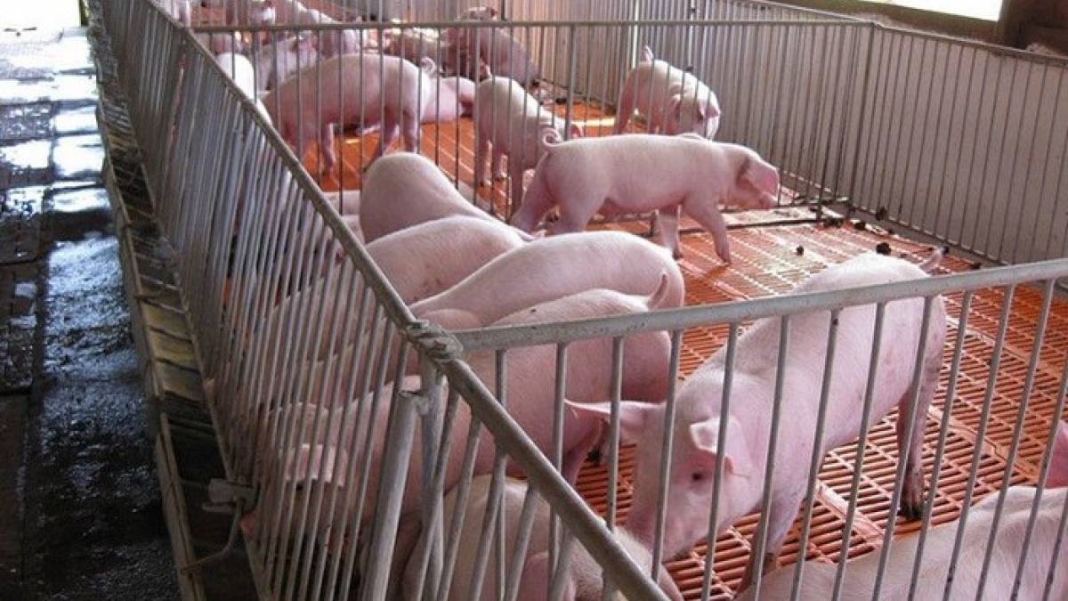 Cách Chọn Heo Đực Giống Tốt Cho Trang Trại Chăn Nuôi Hiệu Quả