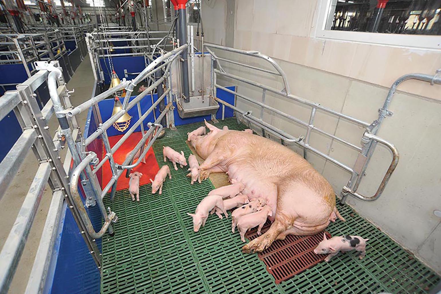 Cách Chọn Heo Nái Để Làm Giống: Tiêu Chí Quan Trọng Giúp Nâng Cao Hiệu Quả Sinh Sản