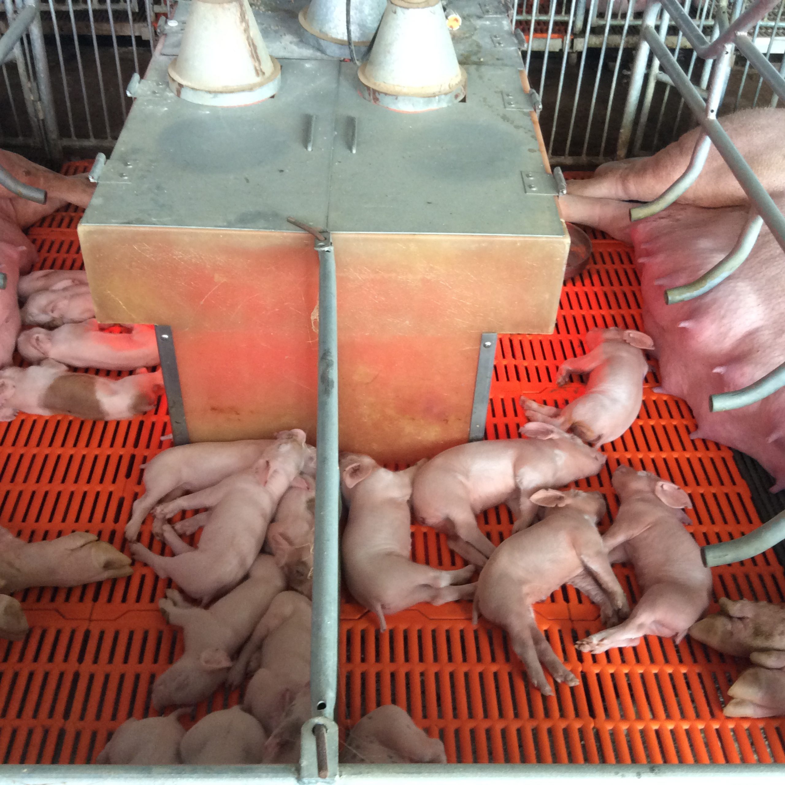 Cách chọn heo nái làm giống chuẩn kỹ thuật – Bí quyết nâng cao năng suất chăn nuôi