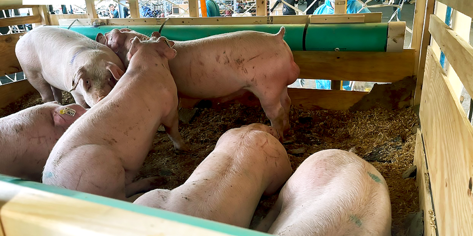 Cách lấy tinh heo nọc đúng kỹ thuật – Quy trình chuẩn cho hiệu quả thụ tinh cao