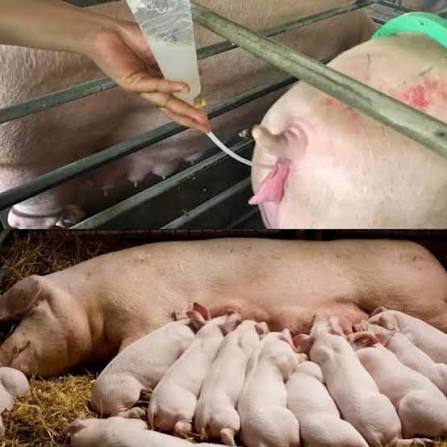 CÁCH PHỐI GIỐNG CHO LỢN NÁI ĐƯỢC NHIỀU CON – BÍ QUYẾT NÂNG CAO HIỆU QUẢ SINH SẢN CHO TRANG TRẠI