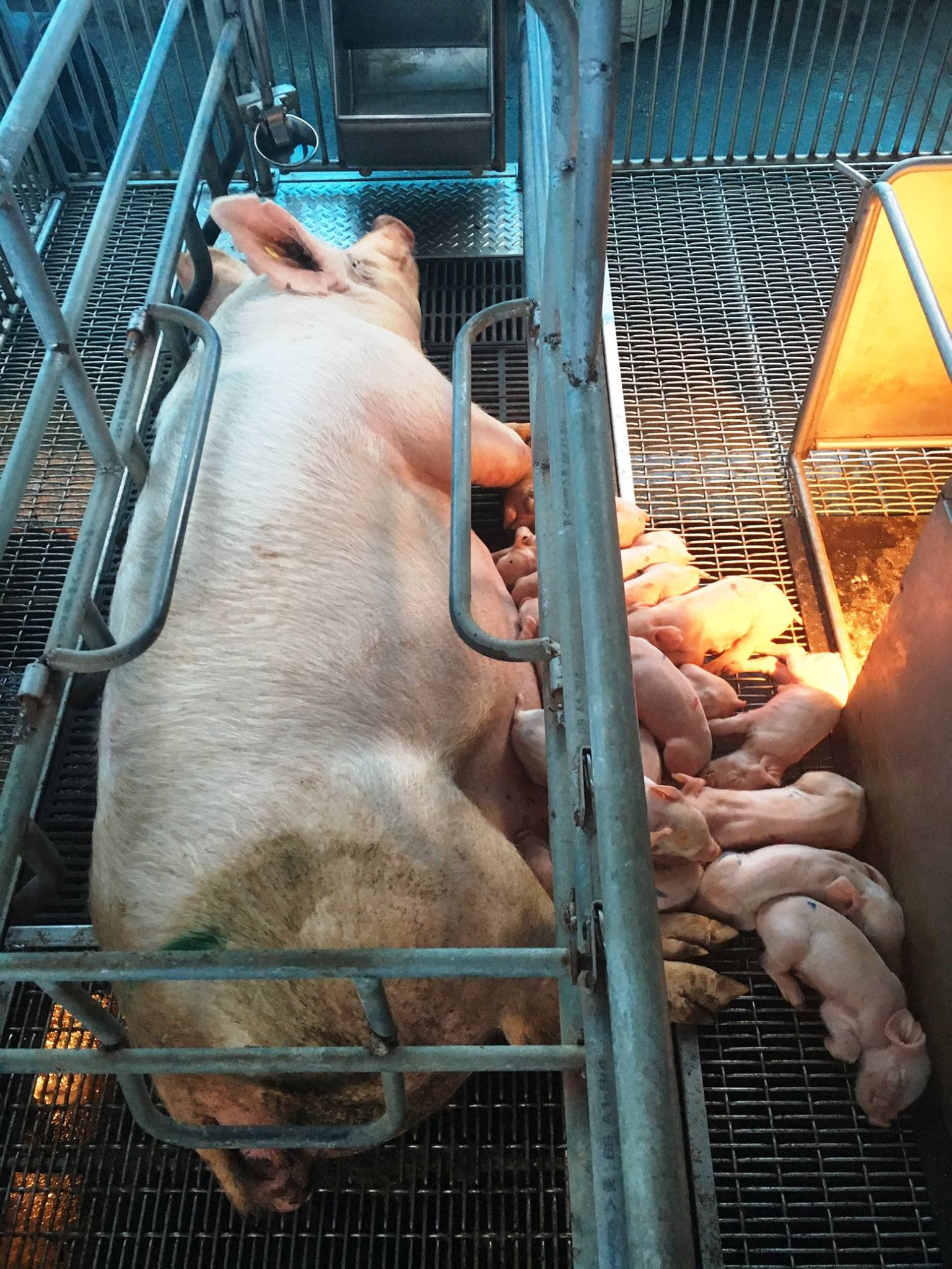 Chao Bóng Đèn – Giải Pháp Tối Ưu Chiếu Sáng Và Sưởi Ấm Cho Trang Trại Chăn Nuôi