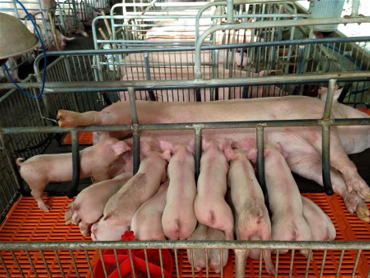 Cho heo nái ăn gì để có nhiều sữa? Bí quyết giúp heo con khỏe mạnh, tăng trưởng tốt