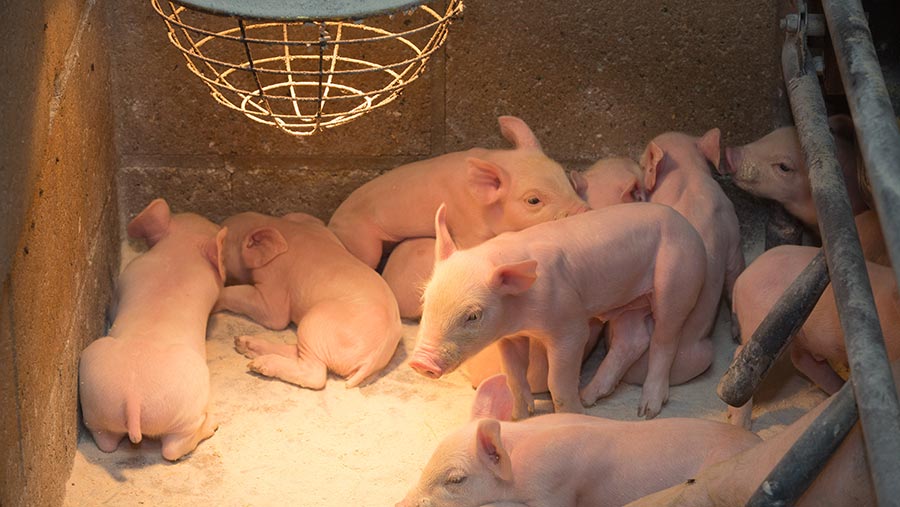 Đèn sưởi ấm cho heo: Giải pháp giữ ấm hiệu quả giúp heo con khỏe mạnh, giảm hao hụt và tăng năng suất