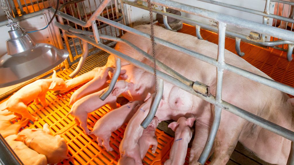 Đèn sưởi ấm cho lợn – Giải pháp giữ nhiệt hiệu quả, bảo vệ sức khỏe đàn lợn con