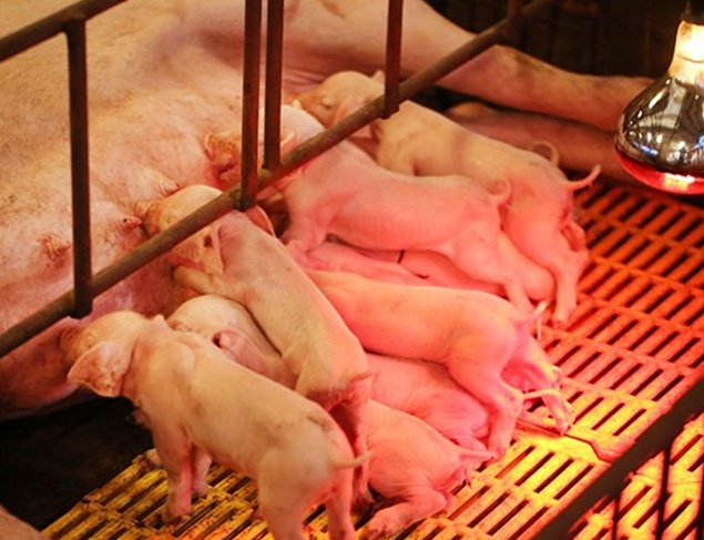 Đèn sưởi ấm cho lợn – Giải pháp giữ nhiệt hiệu quả, bảo vệ sức khỏe đàn lợn con