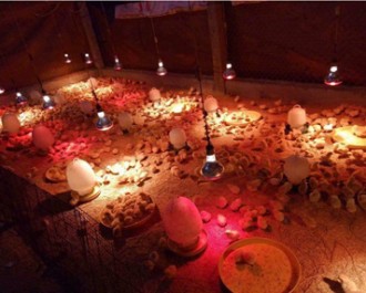 Đèn sưởi chăn nuôi – Giải pháp tối ưu nhiệt độ cho vật nuôi trong mọi điều kiện thời tiết