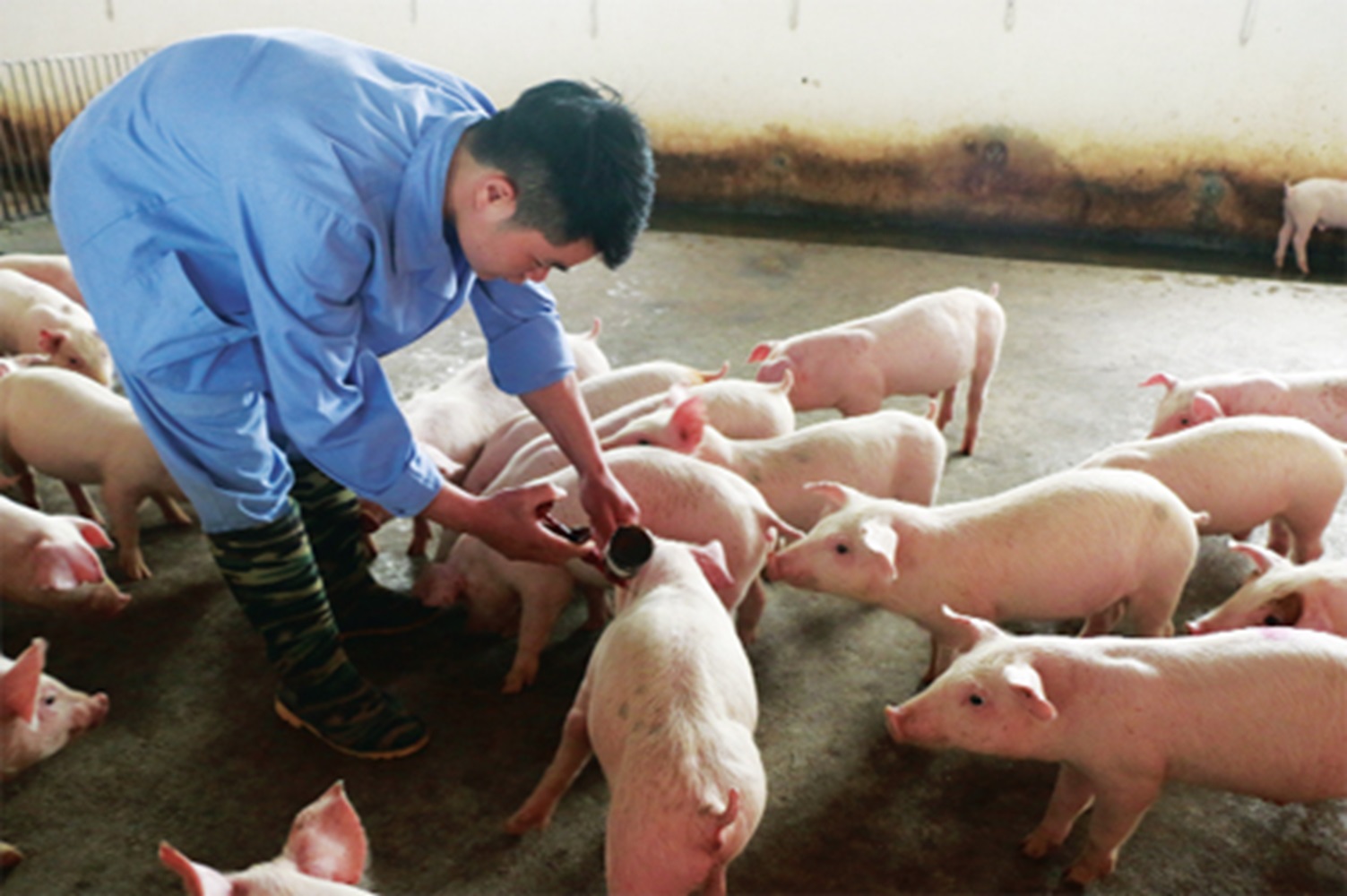 Dịch tả heo châu Phi bắt nguồn từ đâu? Nguồn gốc, con đường lây lan và bài học cho người chăn nuôi