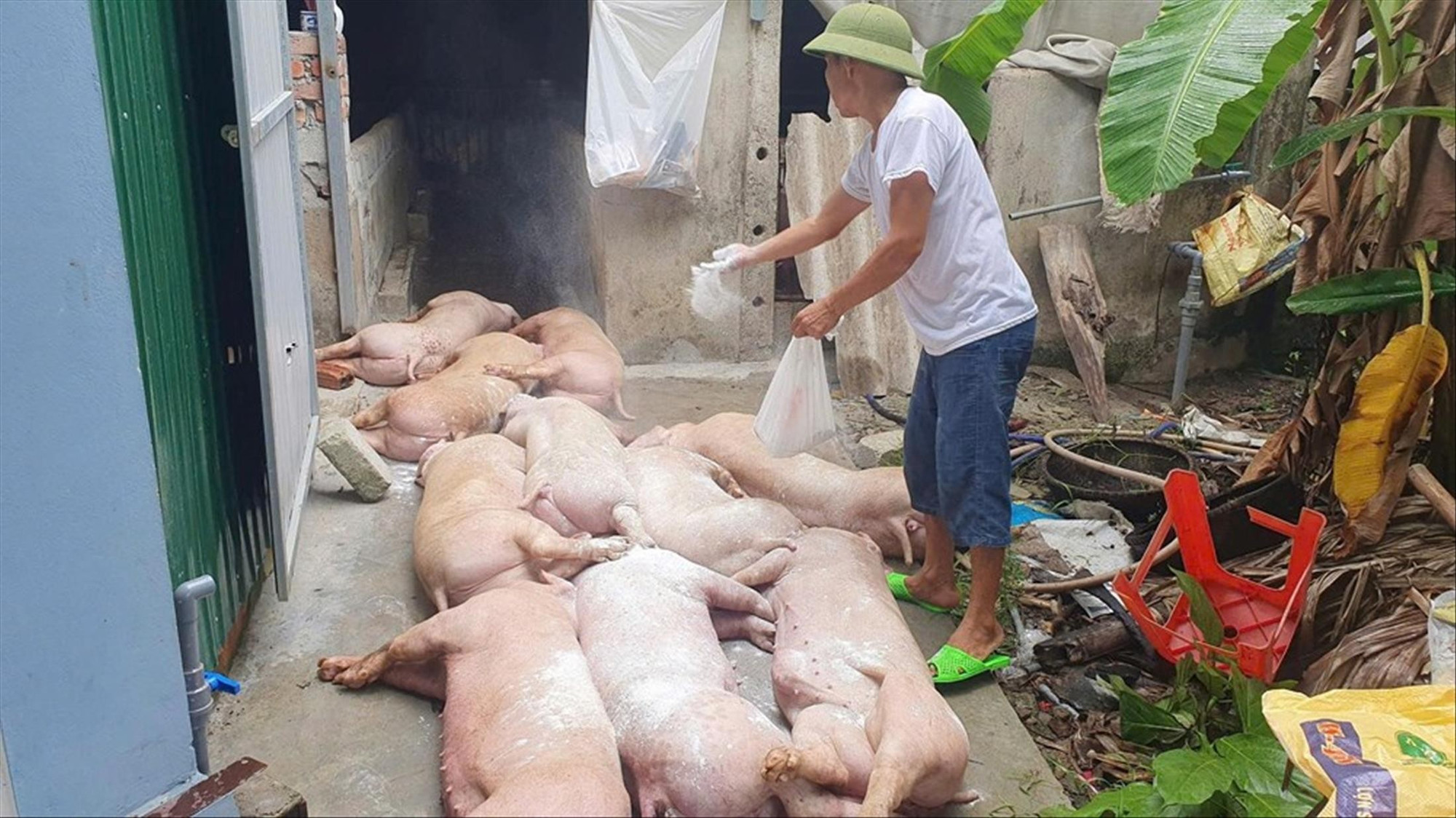 Dịch tả heo châu Phi bắt nguồn từ đâu? Nguồn gốc, con đường lây lan và bài học cho người chăn nuôi