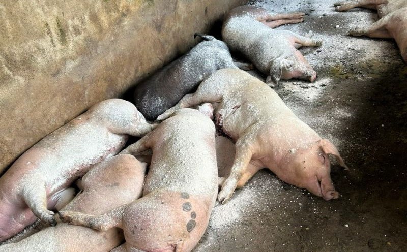 Dịch tả heo châu Phi ủ bệnh bao nhiêu ngày? Thời gian ủ bệnh và dấu hiệu nhận biết sớm