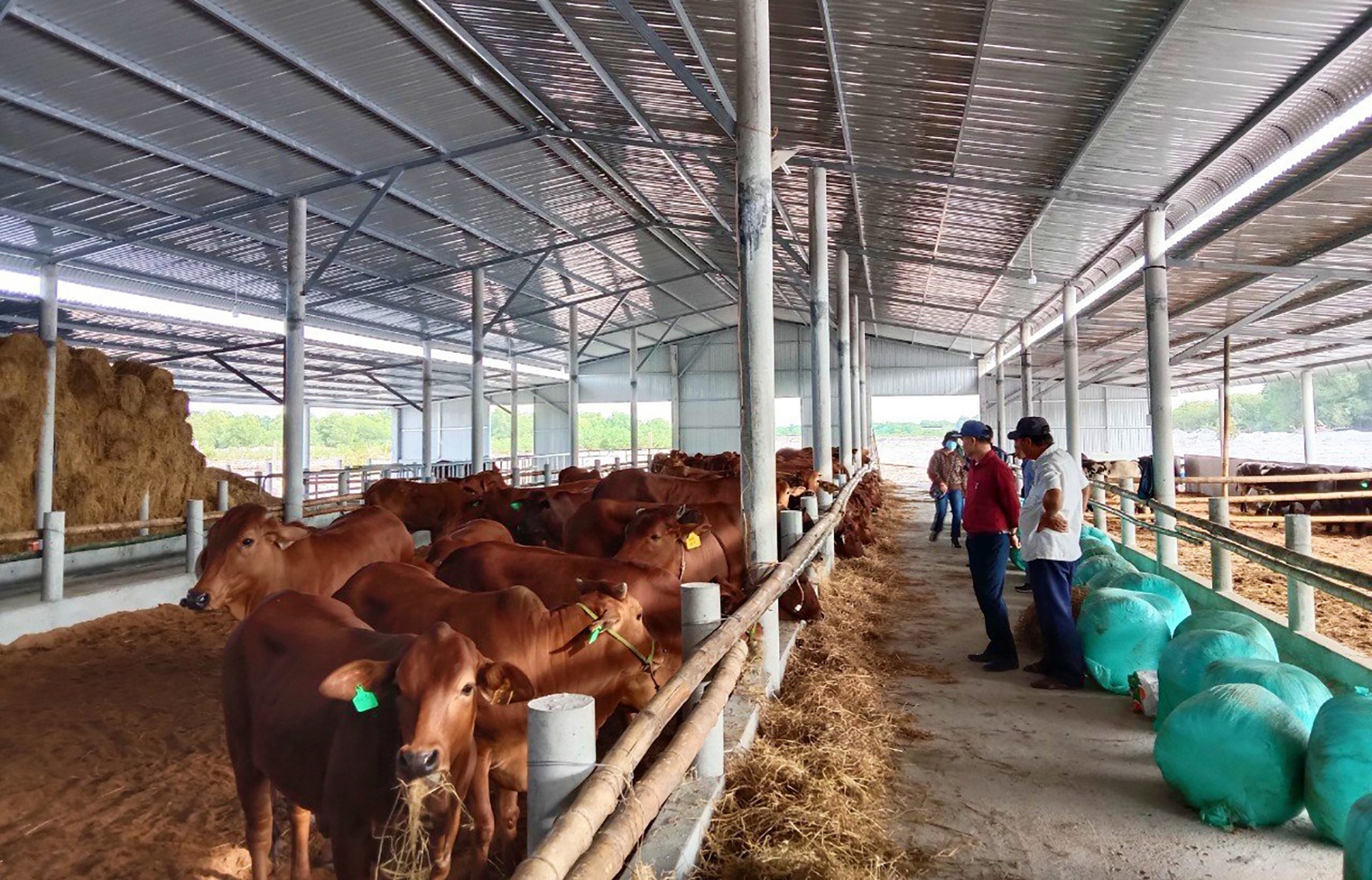 Điều kiện xây dựng trang trại chăn nuôi – Những yêu cầu bắt buộc và giải pháp tối ưu cho nhà đầu tư