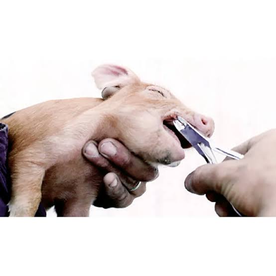 Heo Con Có Mấy Răng Nanh? Có Nên Bấm Răng Cho Heo Con Hay Không?