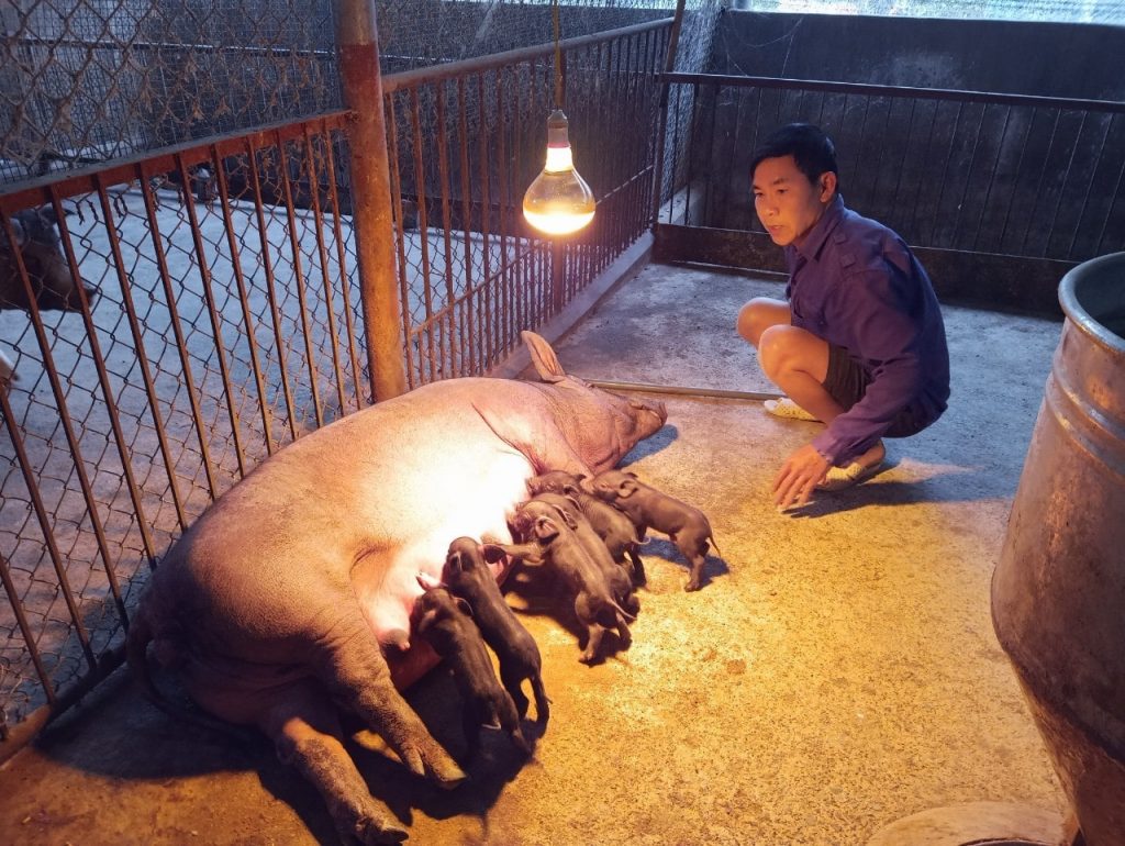 Hướng dẫn cách nuôi heo nái hiệu quả – Quy trình kỹ thuật chuẩn cho trại chăn nuôi hiện đại