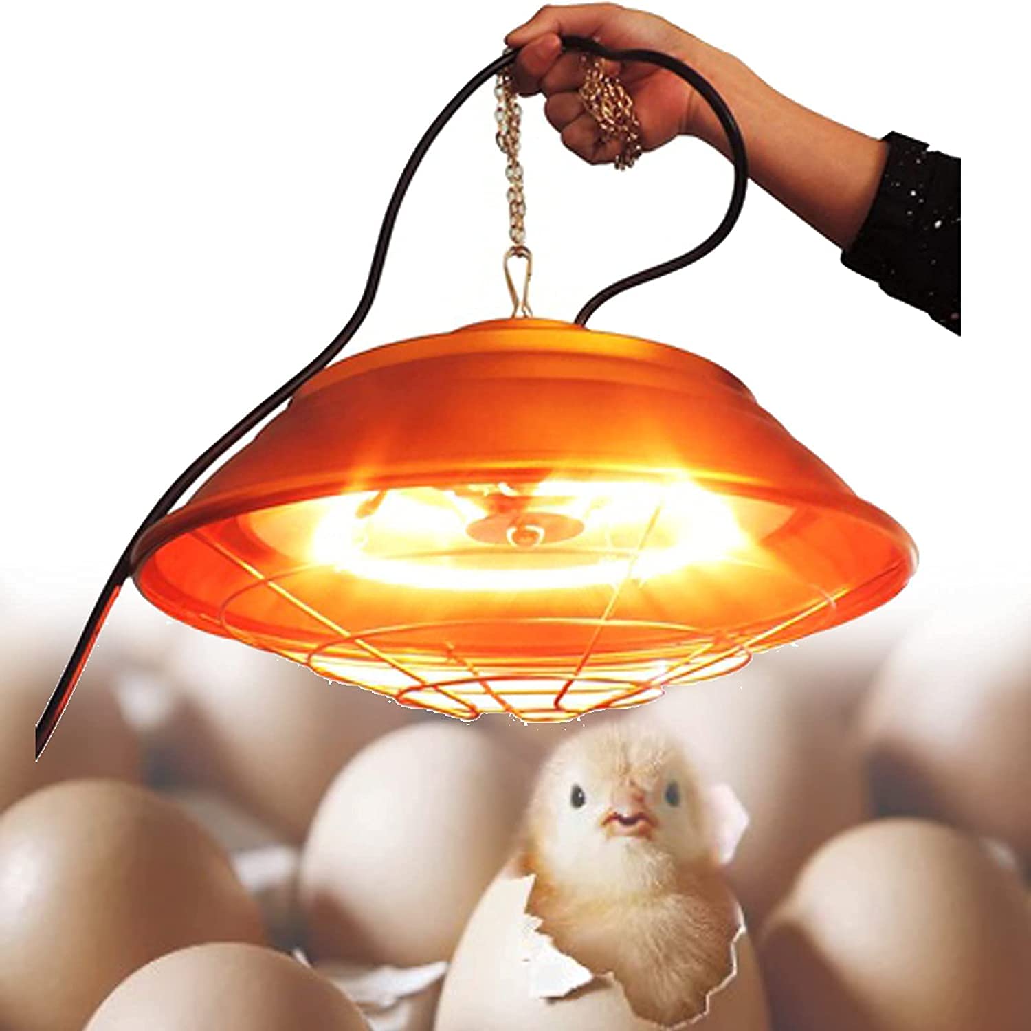Kích Thước Chao Đèn – Yếu Tố Quan Trọng Quyết Định Hiệu Quả Chiếu Sáng Và Sưởi Ấm Trong Trang Trại