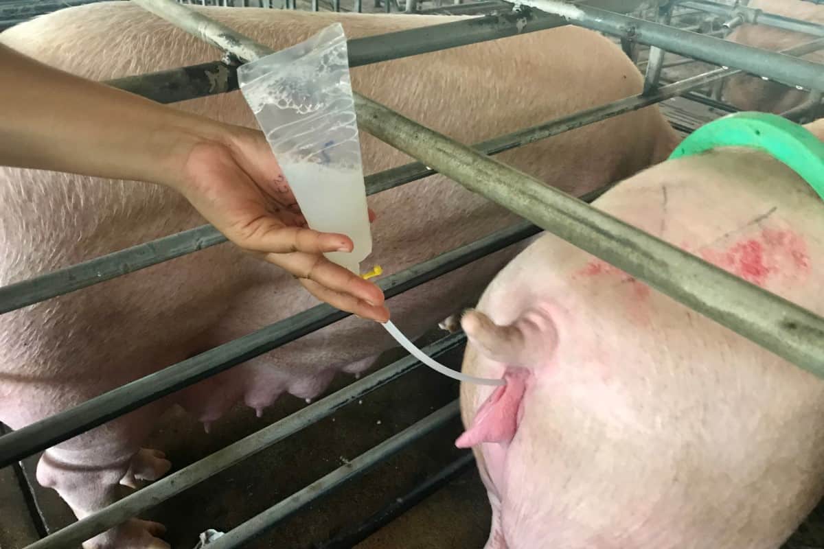 Kỹ Thuật Phối Giống Cho Heo Nái Hiệu Quả – Bí Quyết Nâng Cao Tỷ Lệ Đậu Thai Trong Chăn Nuôi Hiện Đại