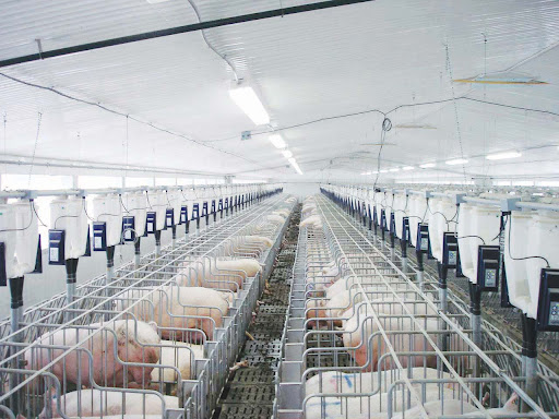 Máy siêu âm cho heo nái – Giải pháp quản lý sinh sản hiệu quả, chính xác cho trang trại hiện đại