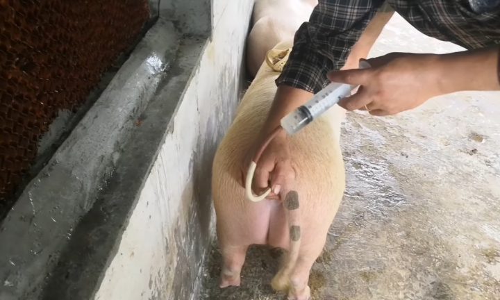 Môi Trường Pha Loãng Tinh Dịch Cho Heo: Giải Pháp Tối Ưu Nâng Cao Hiệu Quả Sinh Sản