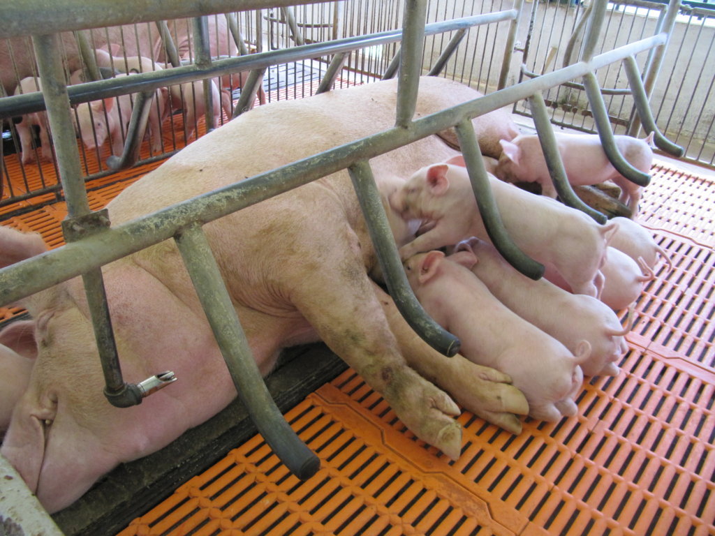 Quy trình nuôi heo nái sinh sản chuẩn kỹ thuật – Nền tảng nâng cao năng suất và lợi nhuận cho trang trại