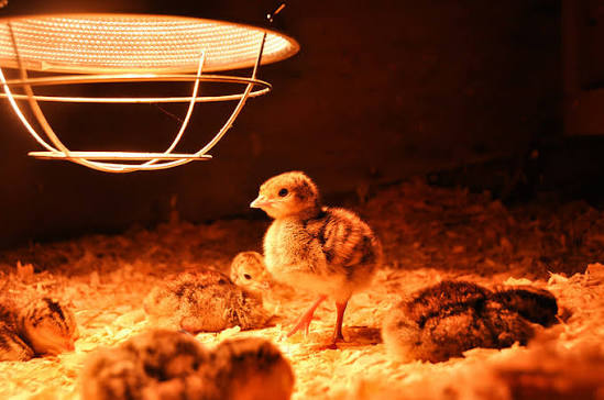Sưởi Ấm Cho Gà Con Có Tác Dụng Gì? 8 Lợi Ích Quan Trọng Giúp Giảm Hao Hụt Và Tăng Hiệu Quả Chăn Nuôi