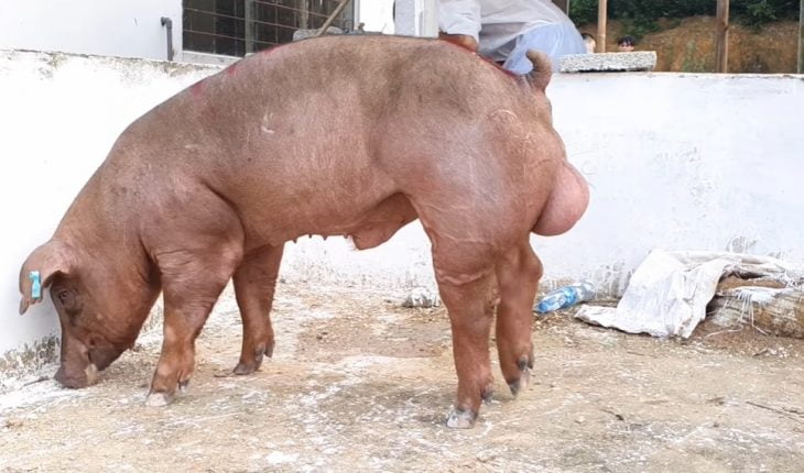 Tinh heo bảo quản được bao lâu? Giải đáp chi tiết & cách kéo dài thời gian bảo quản hiệu quả